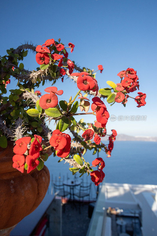 Euphorbia milii 'Crown of Thorns' in Firá on Santorini Caldera in South Aegean Islands, Greece